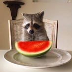 RaccoonEating's Avatar'