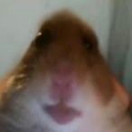ObjeBOSS's Avatar'