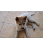 KOTORI.DML's Avatar'