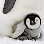 DivineSkyfall's Avatar'