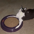 YaBoiZaraxz's Avatar'