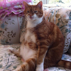 Sushicat223's Avatar'