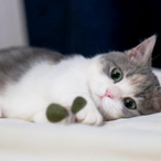 MeoowMeow's Avatar'