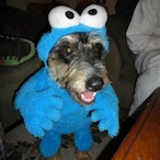 cookiemaster__'s Avatar'