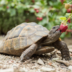 TINY_TORTOISE's Avatar'