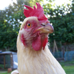 CivilyzedMonkey's Avatar