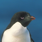 Pengw1n0's Avatar'