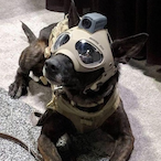 HeadlessSoldier's Avatar