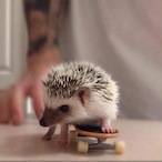 Mr_Hedghog's Avatar'