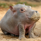 Hipomutanus's Avatar'