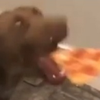 dog.pizza's Avatar'