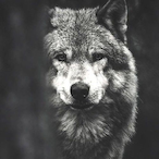 gggtttrr45567's Avatar'