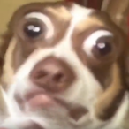 vxqurz's Avatar'