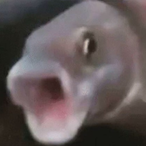 POG.fish.'s Avatar'