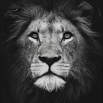 Kamiq257's Avatar'