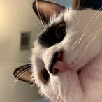 TomfoolGrub's Avatar'