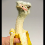BananaPeacock's Avatar'