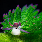 NoNameWorm's Avatar'