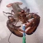 ShishaLobster's Avatar'