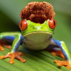 CamFrogg's Avatar'