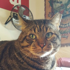 Cat_Daddy.'s Avatar'