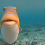 cogthegoat's Avatar'