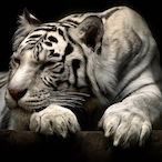 Japazera.'s Avatar'
