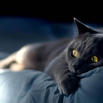 Mr.Nightcry's Avatar'