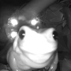 BrackChunky's Avatar'