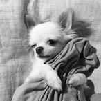 TonyDiiiiiii's Avatar'