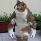 MehrzweckEier-'s Avatar'