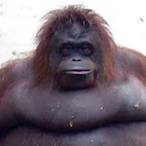 i_eat_mangos's Avatar'