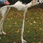 CokeSniffingDog's Avatar'
