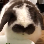 Destroyer175567's Avatar'