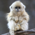 SnowMonkey31's Avatar'