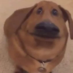 ChicoTripa_'s Avatar'