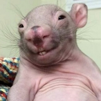 monkey_onA_bike's Avatar'