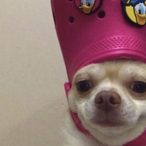 SheLovesAsian's Avatar'