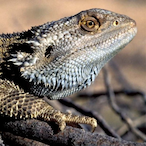 JReptile's Avatar'