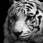 Thigre.'s Avatar'