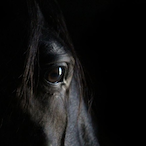 Topshelf dog's Avatar'