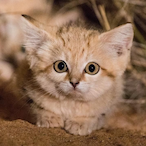 TheAxisDark's Avatar'