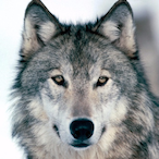 WolftankGG's Avatar'