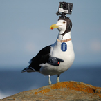 Misikaani.'s Avatar'