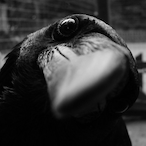 BL0NKOmunt's Avatar'