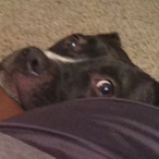 LILMEAT_SHMEAT's Avatar'