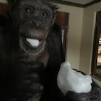 Monarch.Chimp's Avatar'