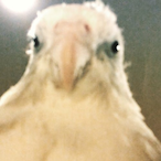 jauy.'s Avatar'