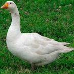GOOSETHEMLGPRO's Avatar'