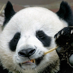 OffBrandPanda's Avatar'